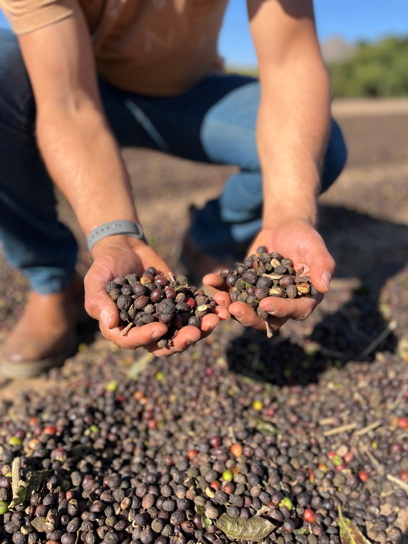 Mãos segurando café colhido na Fazenda Goiabas